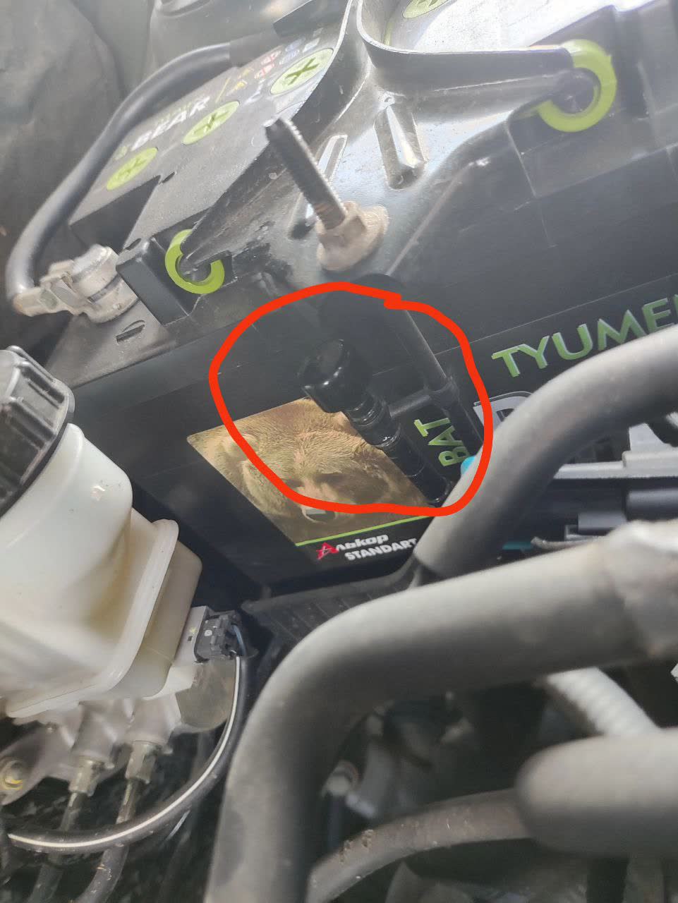 Engine bay photo showing the transmission breather with its yellow cap, circled, near the transmission assembly
